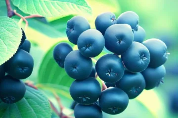 Aronia uprawa: wszystko