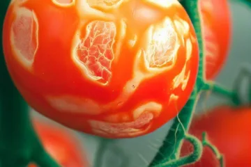 Brak wapnia w pomidorach: przyczyny