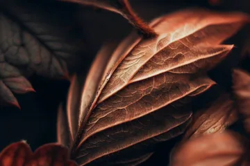 Brązowe liście truskawek: przyczyny