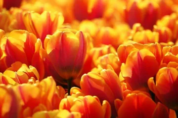 Chrzypsko wielkie tulipany: fascynująca wystawa i międzynarodowe targi