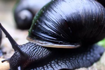 Czarne ślimaki: wszystko