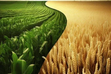 Dywersyfikacja upraw: optymalne zarządzanie gospodarstwem rolnym
