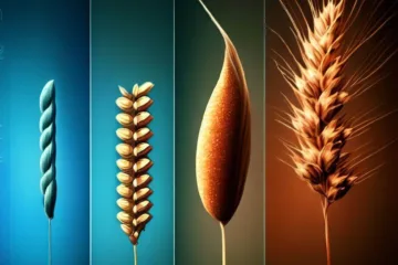 Fazy rozwojowe zbóż: wszystko