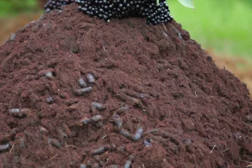 Gnojówka z czarnego bzu - naturalny nawóz dla twojego ogrodu