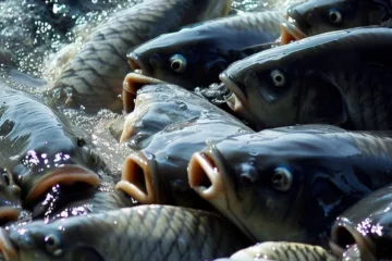 Hodowla ryb: troska o wodne żywioły