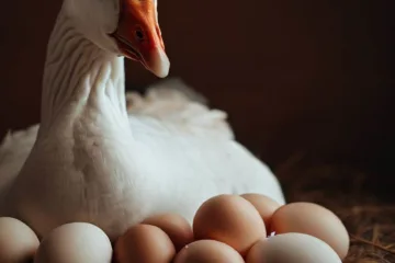Ile jaj znosi gęś: tajemnice wysiadywania jaj i hodowli gęsi garbonosej