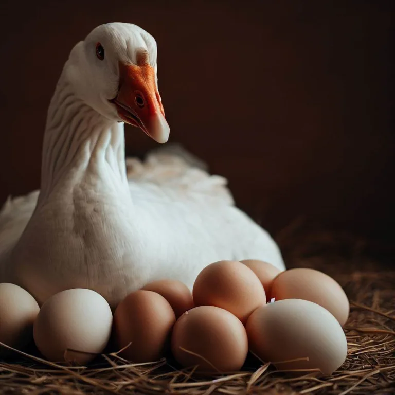 Ile jaj znosi gęś: tajemnice wysiadywania jaj i hodowli gęsi garbonosej