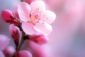 Kiedy kwitnie brzoskwinia?