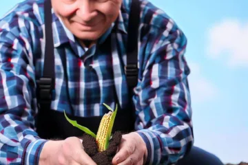 Kiedy siać kukurydzę: optymalne terminy siewu
