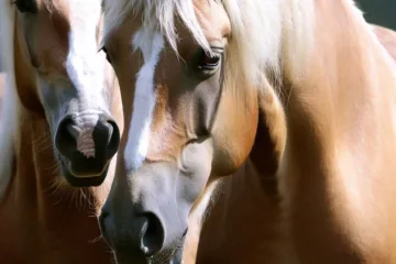 Konie haflinger: piękni i wszechstronni partnerzy w jeździectwie