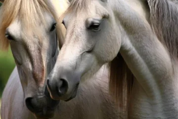 Konie lipicańskie: piękno i elegancja hodowli lipica