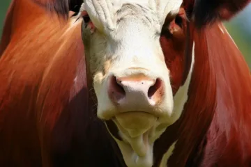 Krowy hereford - doskonała rasa bydła mięsnego