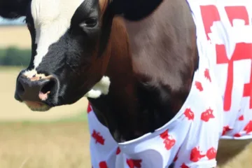 Krowy jersey: tajemnice i zalety rasy