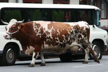 Krowy limousine: doskonałość bydła mięsnego rasy limousine