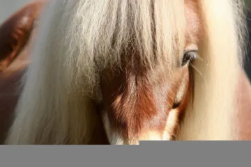 Kucyk szetlandzki: urocza mała rasa koni