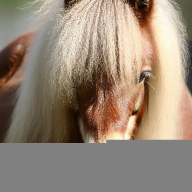 Kucyk szetlandzki: urocza mała rasa koni
