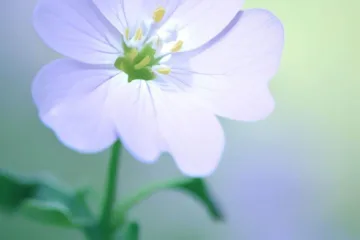 Kukułka kwiat: tajemnicza piękność natury