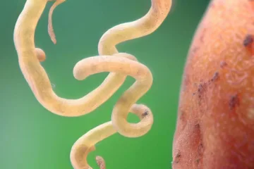 Mątwik ziemniaczany - walka z groźnym szkodnikiem roślin
