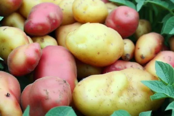 Najnowsze odmiany ziemniaka: innowacje w świecie rolnictwa