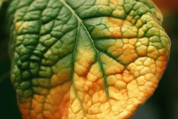 Niedobór potasu u roślin: wpływ i zapobieganie