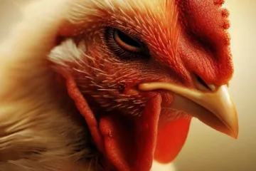 Objawy ptasiej grypy: rozpoznawanie i zapobieganie