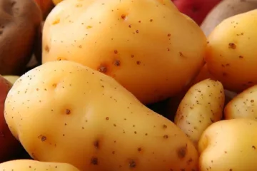 Odmiany ziemniaków jadalnych: odkryj najsmaczniejsze odmiany