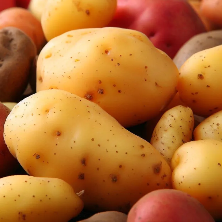 Odmiany ziemniaków jadalnych: odkryj najsmaczniejsze odmiany