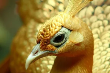 Paw złoty: tajemnice i uroda tych ekskluzywnych ptaków
