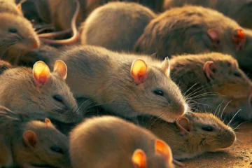Plaga myszy w australii: przyczyny