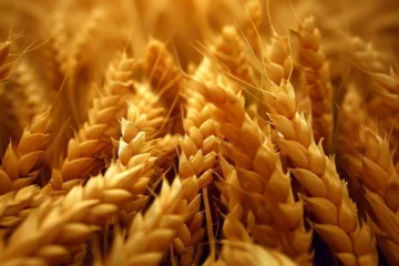 Plony pszenicy z hektara - jak uzyskać wysoką wydajność zbóż?