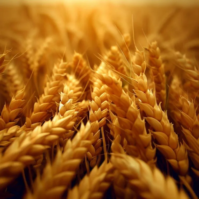 Plony pszenicy z hektara - jak uzyskać wysoką wydajność zbóż?