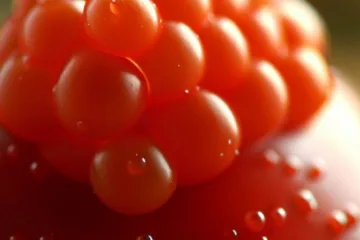 Pomidor koralik: mały owoc z ogromnym smakiem