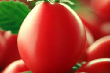 Pomidor maliniak: wszystko