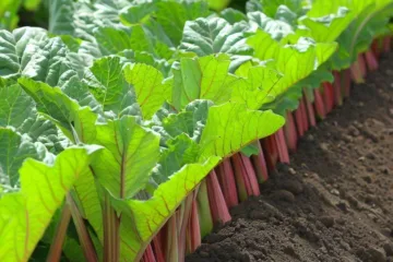 Rabarbar uprawa - sadzenie i pielęgnacja