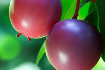 Rajska jabłoń: czy owoce są jadalne?