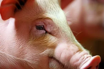 Rasa świń: znaczenie