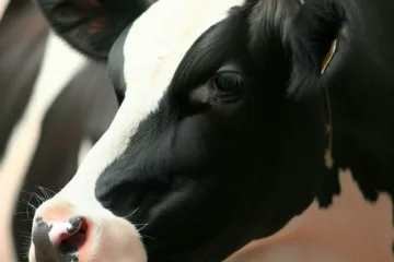 Rasy krów mlecznych