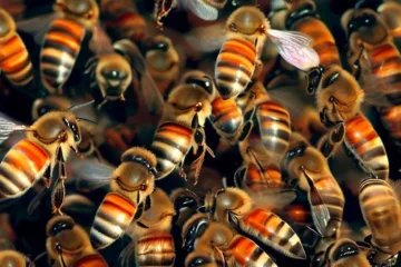 Rojenie pszczół: przegląd zjawiska i jego wpływu na rój pszczół