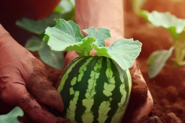 Sadzenie arbuza: wszystko