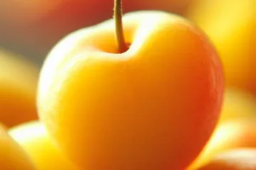 Śliwa domowa mirabelka: pyszne owoce twojego ogrodu