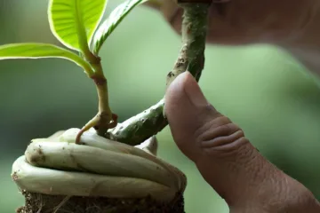 Szczepienie roślin: techniki i praktyki