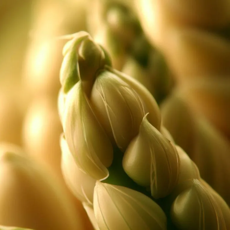 Szparagi z nasion - uprawa i pielęgnacja