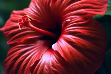 Turek kwiat: piękno i urok rośliny