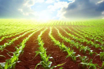 Uprawa kukurydzy na ziarno