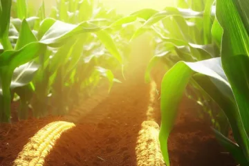 Uprawa kukurydzy: wszystko