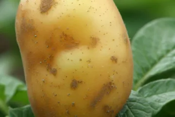 Wczesna odmiana ziemniaków - odmiany najwcześniejsze