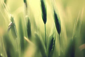Zboża wiosną: dokarmianie dolistne i nawożenie pszenicy