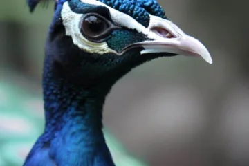 Zdjęcia pawii: piękno i elegancja tych wspaniałych ptaków