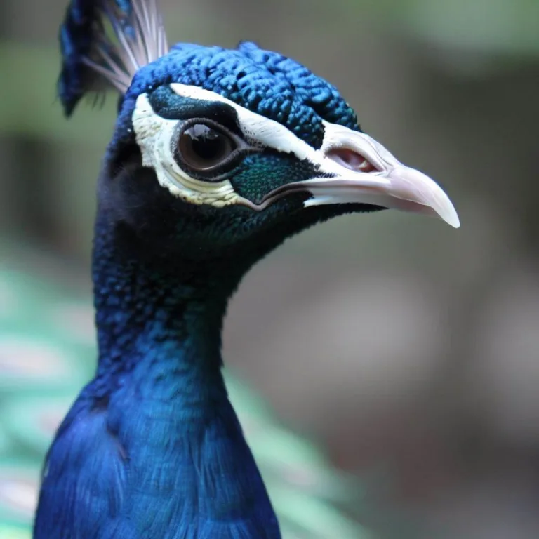 Zdjęcia pawii: piękno i elegancja tych wspaniałych ptaków