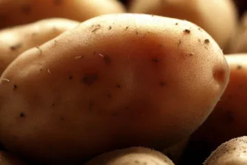 Ziemniaki bardzo wczesne: doskonały start sezonu ogrodniczego